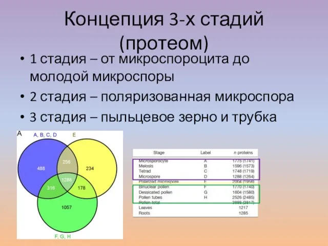 Концепция 3-х стадий (протеом) 1 стадия – от микроспороцита до молодой микроспоры