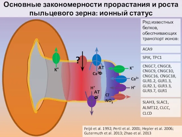 Основные закономерности прорастания и роста пыльцевого зерна: ионный статус Feijó et al.