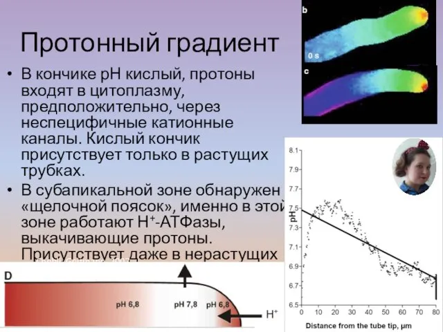 В кончике рН кислый, протоны входят в цитоплазму, предположительно, через неспецифичные катионные