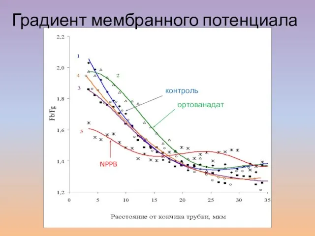 контроль ортованадат фузикокцин Брейгина и др., 2010 Градиент мембранного потенциала контроль ортованадат