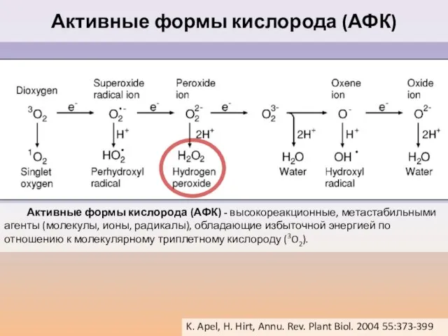 Активные формы кислорода (АФК) - высокореакционные, метастабильными агенты (молекулы, ионы, радикалы), обладающие