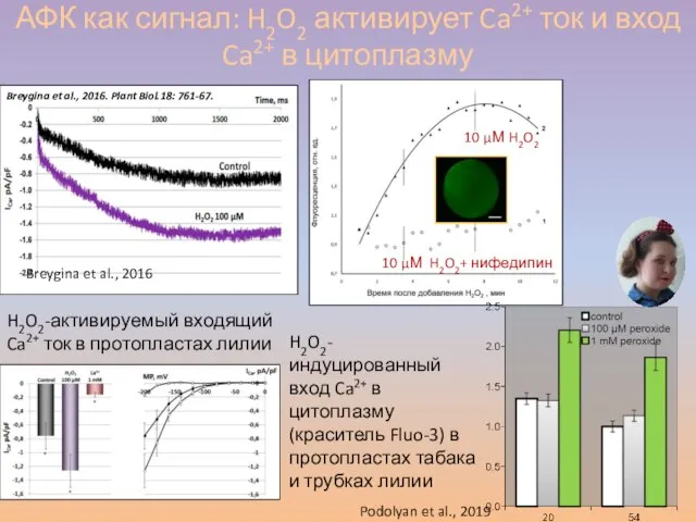 АФК как сигнал: H2O2 активирует Ca2+ ток и вход Ca2+ в цитоплазму