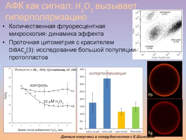 Количественная флуоресцентная микроскопия: динамика эффекта Проточная цитометрия с красителем DiBAC4(3): исследование большой