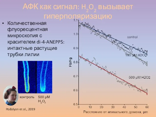 АФК как сигнал: H2O2 вызывает гиперполяризацию Количественная флуоресцентная микроскопия с красителем di-4-ANEPPS: