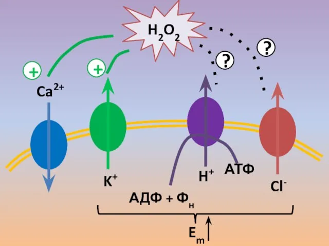 Ca2+ K+ АДФ + Фн АТФ H+ Cl- H2O2 + + ? ? Em