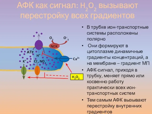 В трубке ион-транспортные системы расположены полярно Они формируют в цитоплазме динамичные градиенты