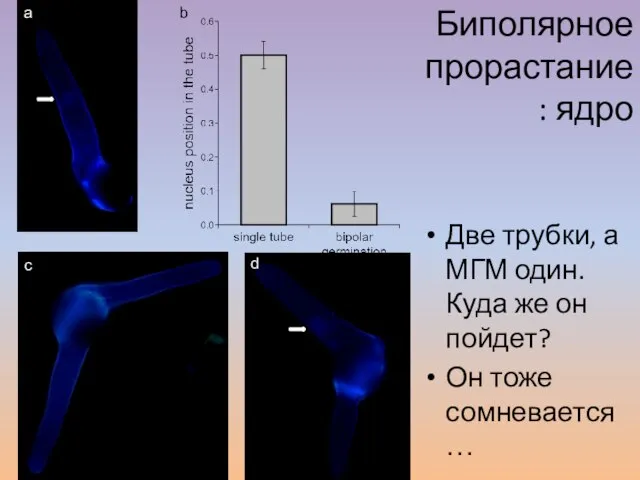 Две трубки, а МГМ один. Куда же он пойдет? Он тоже сомневается…