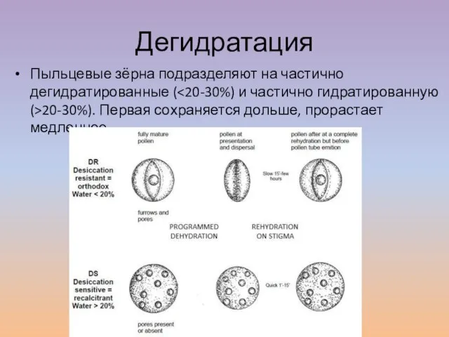 Дегидратация Пыльцевые зёрна подразделяют на частично дегидратированные ( 20-30%). Первая сохраняется дольше, прорастает медленнее.