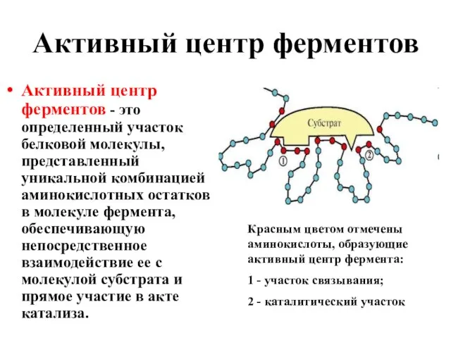 Активный центр ферментов Активный центр ферментов - это определенный участок белковой молекулы,