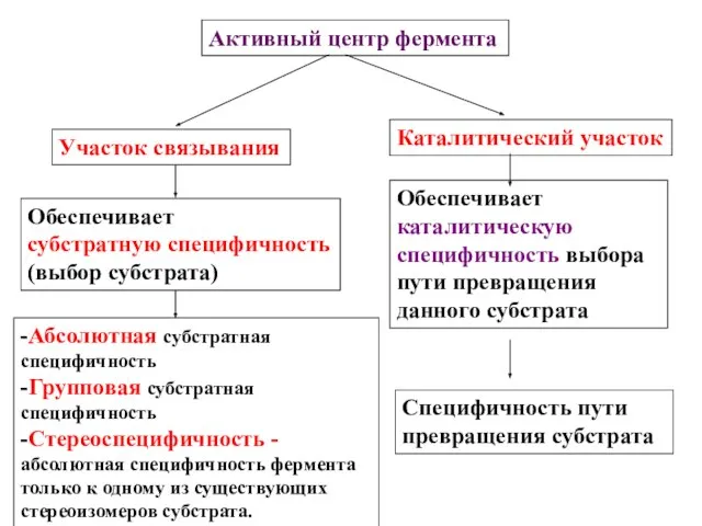 Активный центр фермента Участок связывания Каталитический участок Обеспечивает субстратную специфичность (выбор субстрата)