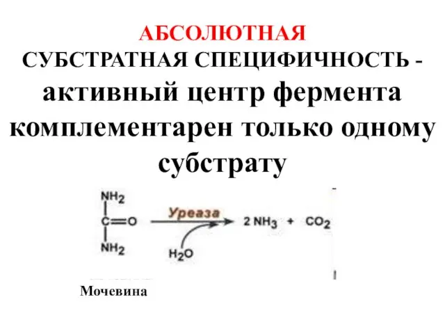 АБСОЛЮТНАЯ СУБСТРАТНАЯ СПЕЦИФИЧНОСТЬ - активный центр фермента комплементарен только одному субстрату Мочевина