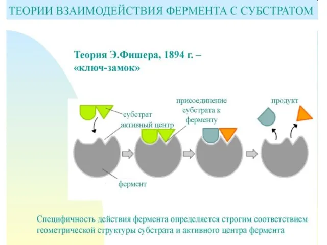 Механизмы специфичности Теория Фишера (модель "жесткой матрицы", "ключ-замок") – активный центр фермента