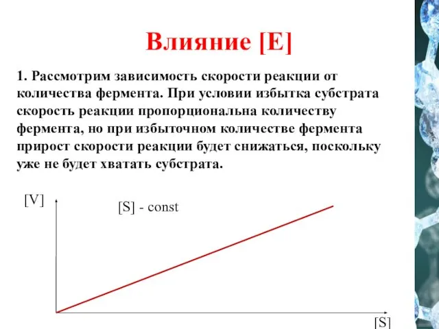 Влияние [E] [S] - const 1. Рассмотрим зависимость скорости реакции от количества