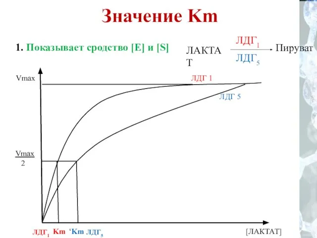 Значение Km 1. Показывает сродство [E] и [S]