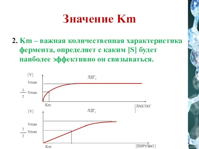 Значение Km 2. Km – важная количественная характеристика фермента, определяет с каким