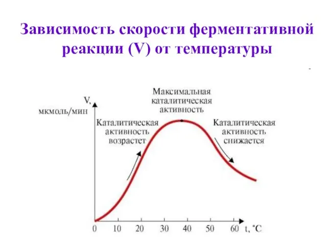 Зависимость скорости ферментативной реакции (V) от температуры