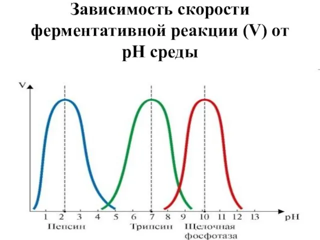 Зависимость скорости ферментативной реакции (V) от рН среды