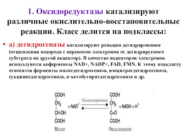 1. Оксидоредуктазы катализируют различные окислительно-восстановительные реакции. Класс делится на подклассы: а) дегидрогеназы