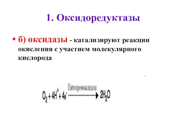 1. Оксидоредуктазы б) оксидазы - катализируют реакции окисления с участием молекулярного кислорода