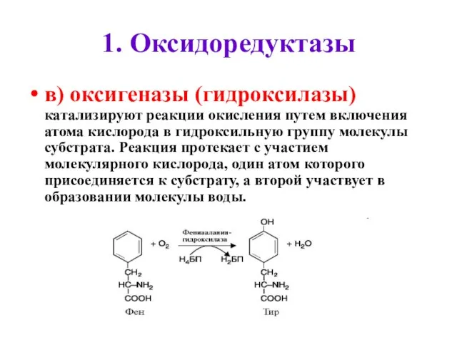 1. Оксидоредуктазы в) оксигеназы (гидроксилазы) катализируют реакции окисления путем включения атома кислорода