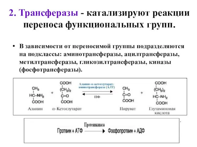 2. Трансферазы - катализируют реакции переноса функциональных групп. В зависимости от переносимой