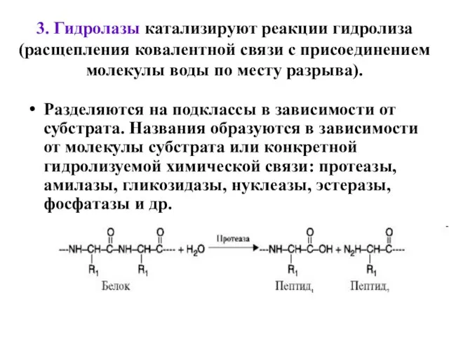 3. Гидролазы катализируют реакции гидролиза (расщепления ковалентной связи с присоединением молекулы воды