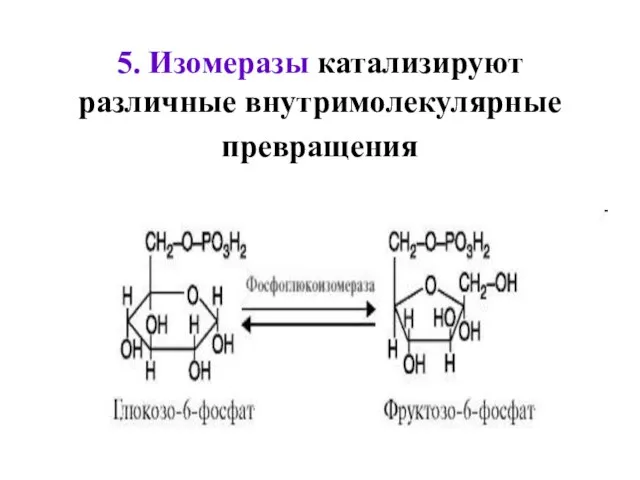 5. Изомеразы катализируют различные внутримолекулярные превращения