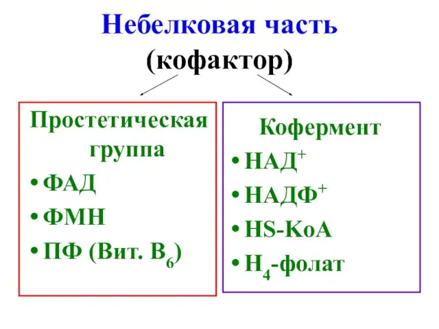 Небелковая часть (кофактор) Простетическая группа ФАД ФМН ПФ (Вит. В6) Кофермент НАД+ НАДФ+ HS-KoA Н4-фолат