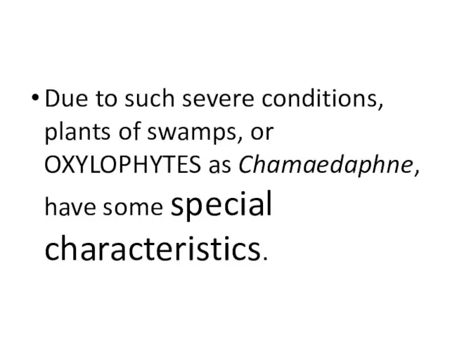 Due to such severe conditions, plants of swamps, or OXYLOPHYTES as Chamaedaphne, have some special characteristics.