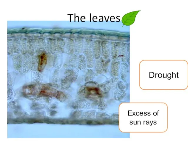 Drought Excess of sun rays