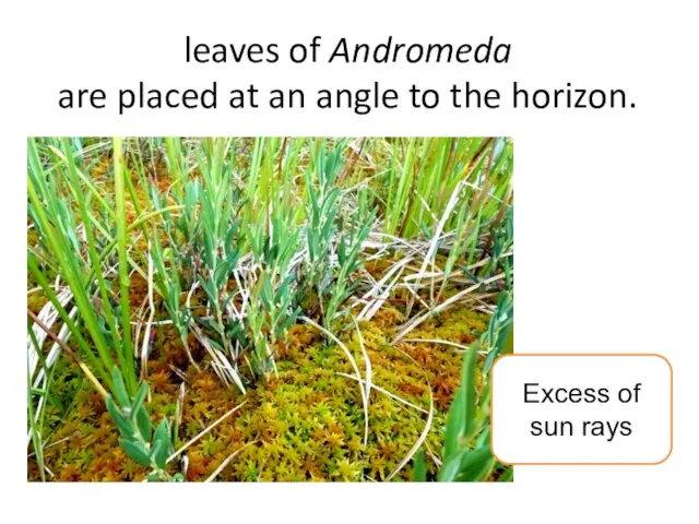 leaves of Andromeda are placed at an angle to the horizon. Excess of sun rays
