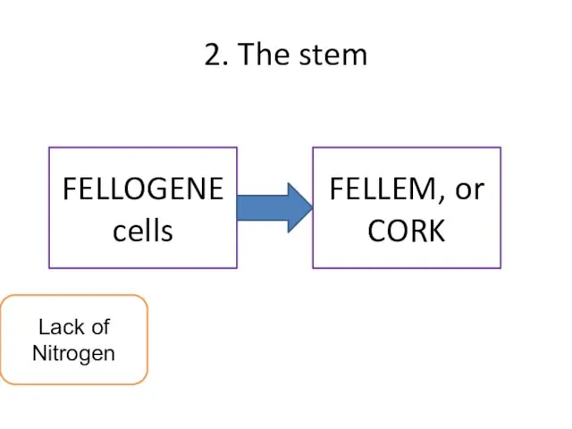 2. The stem FELLOGENE cells FELLEM, or CORK Lack of Nitrogen