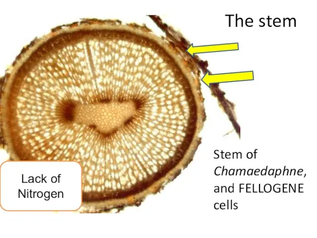 The stem Stem of Chamaedaphne, and FELLOGENE cells The stem Lack of Nitrogen