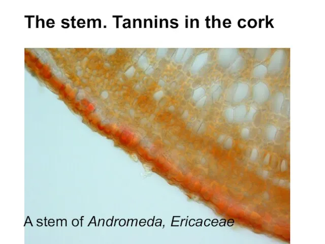 The stem. Tannins in the cork A stem of Andromeda, Ericaceae