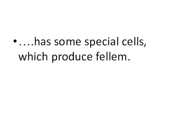….has some special cells, which produce fellem. …имеют специальные клетки, производящие пробку.