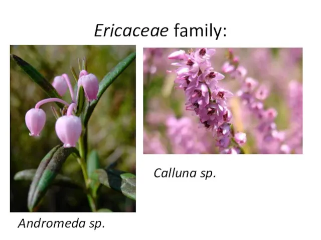 Ericaceae family: Andromeda sp. Calluna sp.