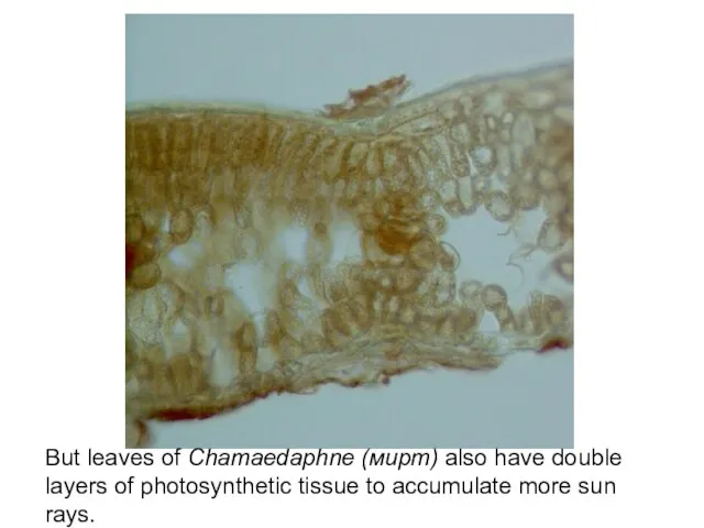 But leaves of Chamaedaphne (мирт) also have double layers of photosynthetic tissue