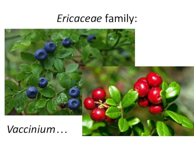 Ericaceae family: Vaccinium…