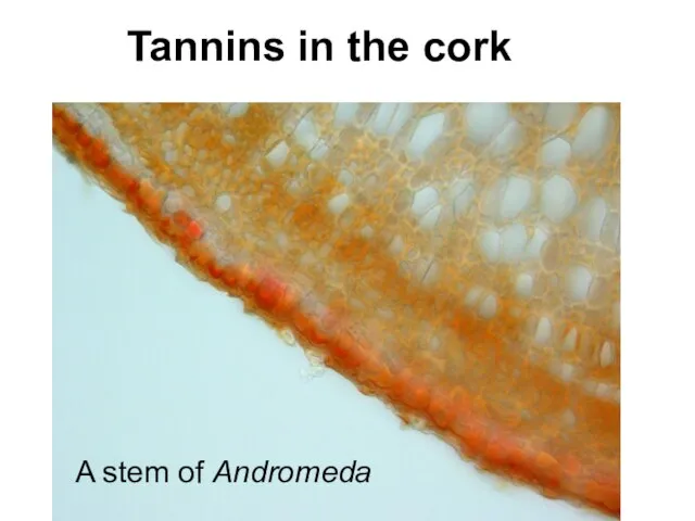 Tannins in the cork A stem of Andromeda