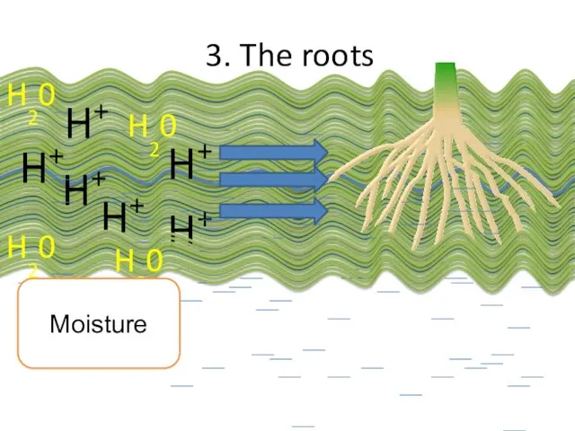 3. The roots H+ H+ H+ H+ H+ H+ H20 H20 H20 H20 Moisture