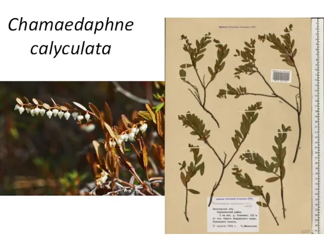 Chamaedaphne calyculata