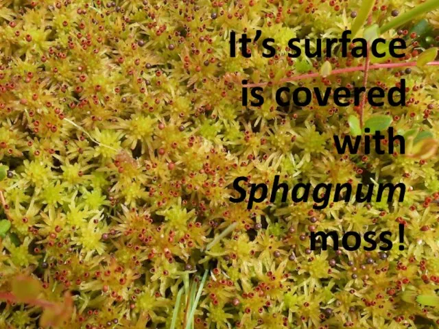 Khrugloe swamp in the Arkhangelsk region It’s surface is covered with Sphagnum moss!