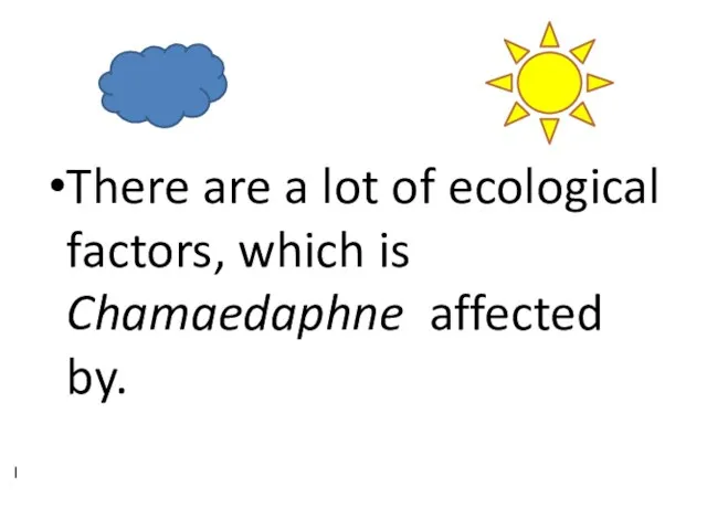 There are a lot of ecological factors, which is Chamaedaphne affected by. I