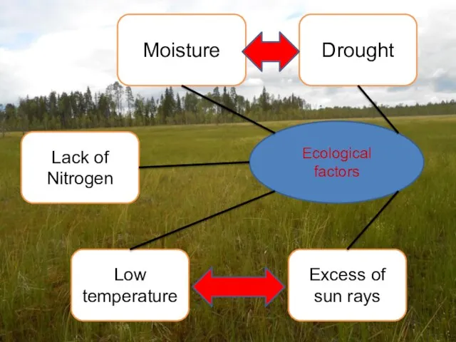 Ecological factors Lack of Nitrogen Moisture Drought Low temperature Excess of sun rays