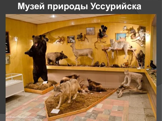 Музей природы Уссурийска