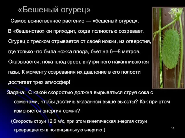 «Бешеный огурец» Самое воинственное растение — «бешеный огурец». В «бешенство» он приходит,