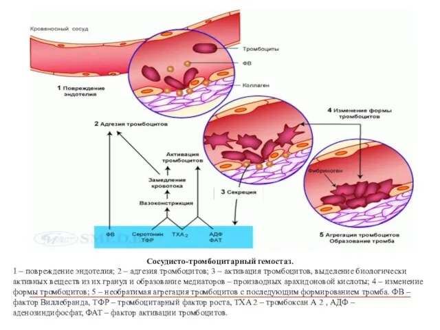 Сосудисто-тромбоцитарный гемостаз. 1 – повреждение эндотелия; 2 – адгезия тромбоцитов; 3 –
