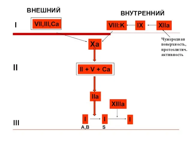 ВНЕШНИЙ ВНУТРЕННИЙ I II III VII,III,Ca XIIa IX VIII:K Xa II +