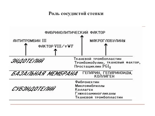 Роль сосудистой стенки