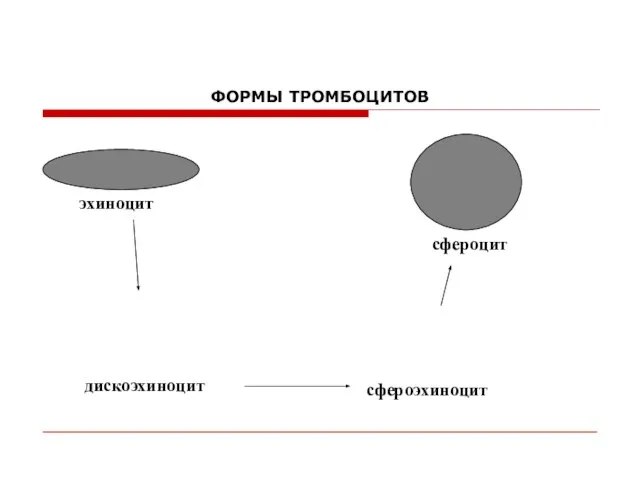 ФОРМЫ ТРОМБОЦИТОВ эхиноцит сфероцит дискоэхиноцит сфероэхиноцит